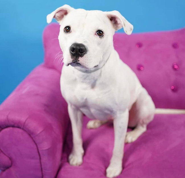 Georgia sitting on a couch